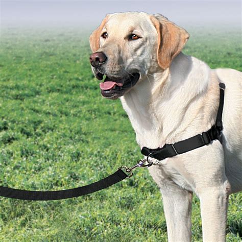 petsafe walk harness.